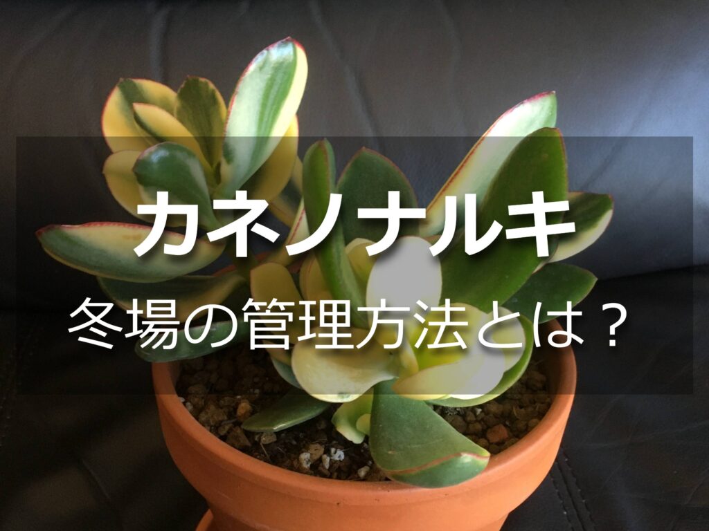 カネノナルキ(黄金花月) カネノナルキ(黄金花月)