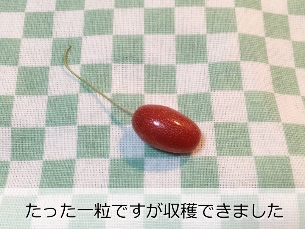 収穫したビックリグミ