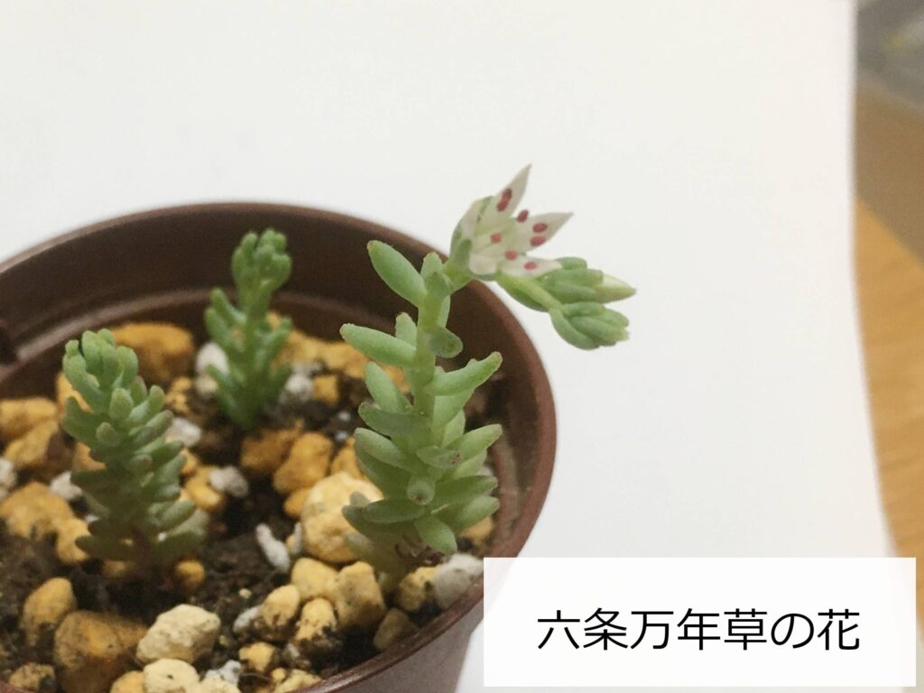 六条マンネングサの花 六条マンネングサの花